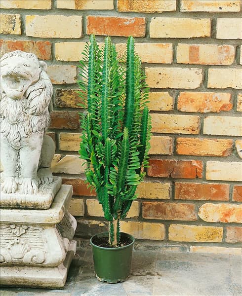 Euphorbia trigona