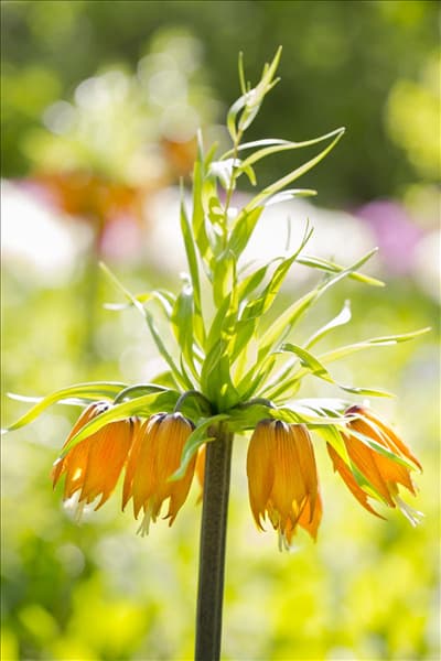 Fritillaria imperialis