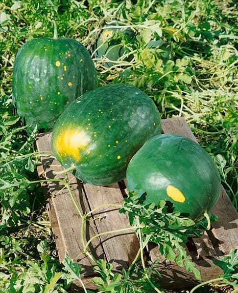 Wassermelone/Citrullus lanatus MOON & STARS