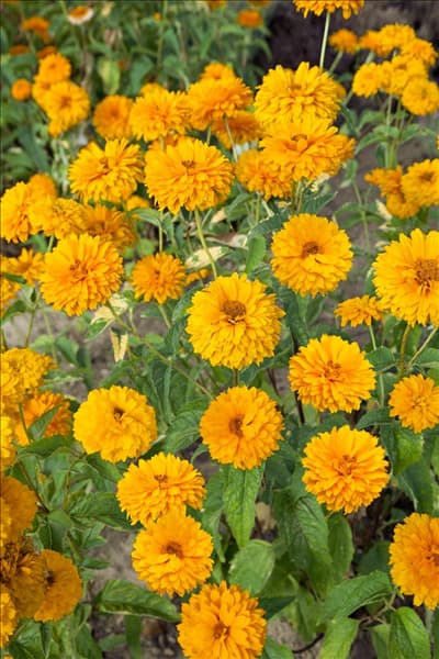 Heliopsis helianthoides Goldgefieder
