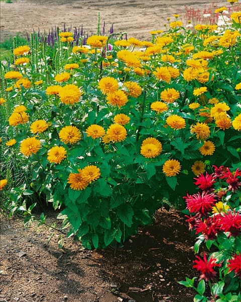 Heliopsis helianthoides Summer Sun