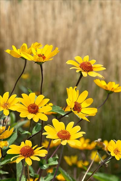 Heliopsis helianthoides Summer Nights