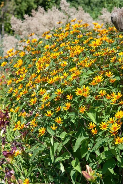 Heliopsis helianthoides Summer Nights