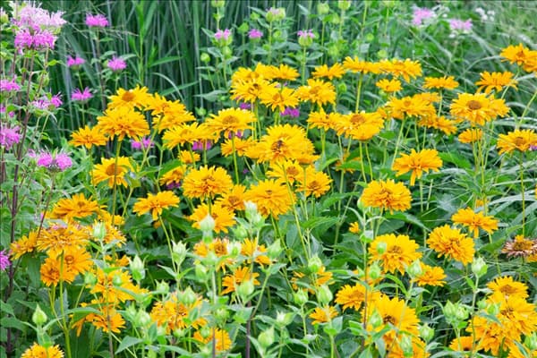 Heliopsis helianthoides Summer Sun