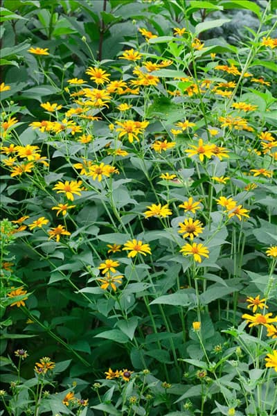 Heliopsis helianthoides Summer Nights