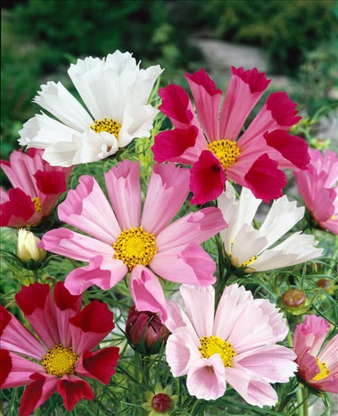 COSMOS BIPINNATUS SEA SHELLS MIXED