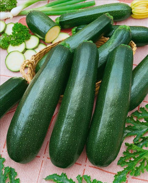Zucchini / Cucurbita pepo con. giromontiina Ambassador