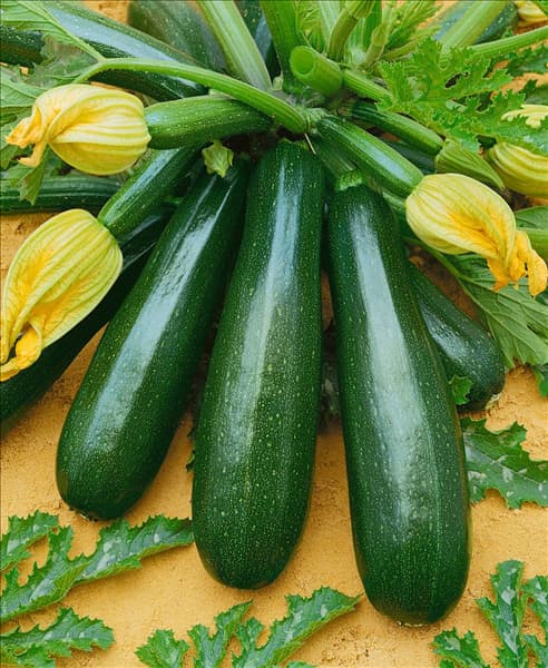 Zucchini / Cucurbita pepo con. giromontiina Ambassador