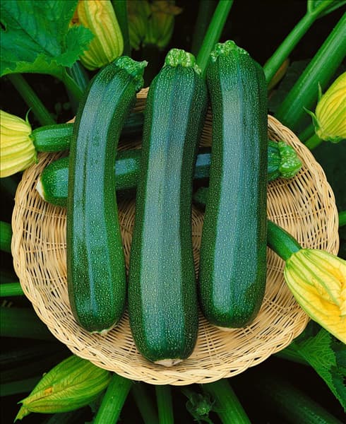 Zucchini / Cucurbita pepo con. giromontiina Ambassador