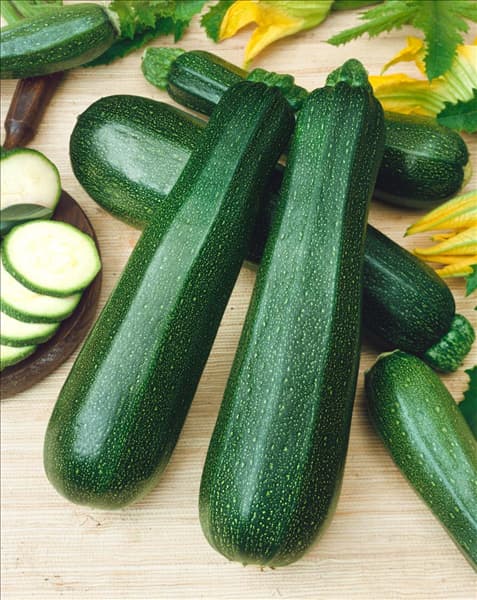 Zucchini / Cucurbita pepo con. giromontiina Ambassador