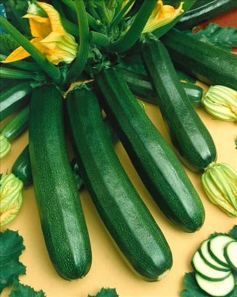 Zucchini / Cucurbita pepo con. giromontiina Ambassador
