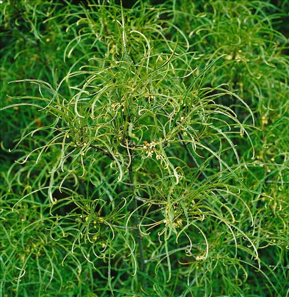 Frangula alnus Asplenifolia