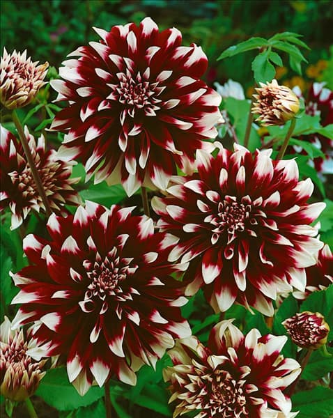 Dahlia Dekorativ CONTRAST