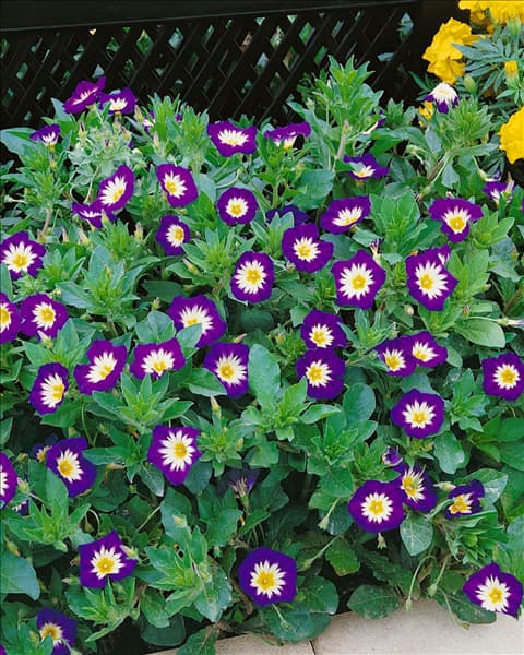 CONVOLVULUS TRICOLOR ROYAL ENSIGN