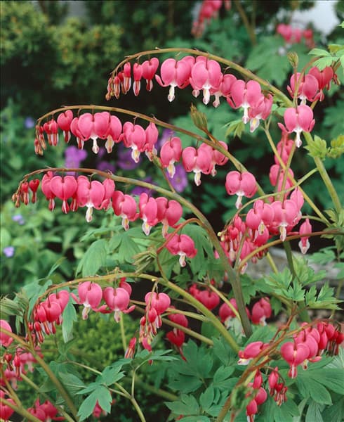 DICENTRA SPECTABILIS