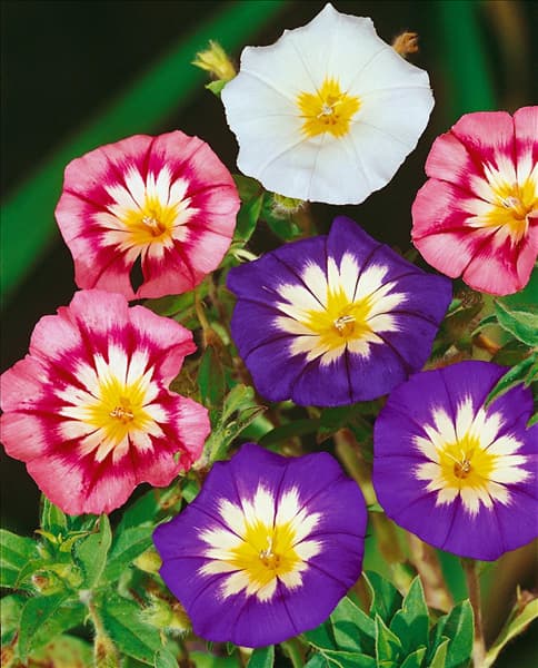 CONVOLVULUS TRICOLOR (DREIFARBIG)