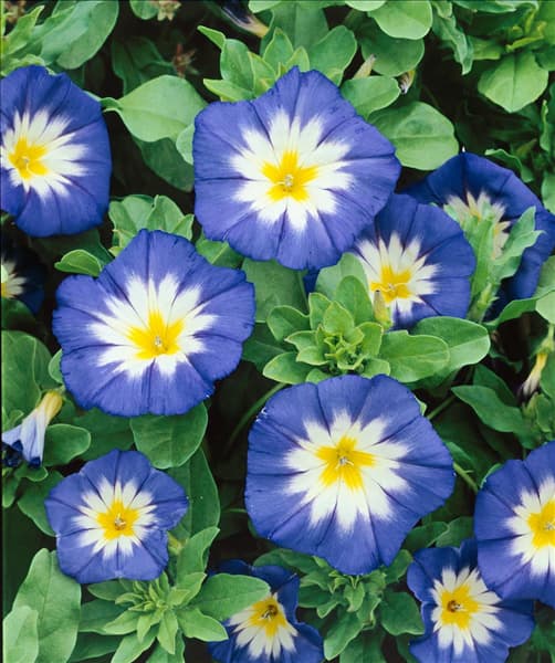 CONVOLVULUS TRICOLOR ROYAL ENSIGN