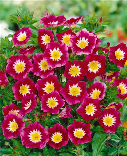 Convolvulus tricolor Red Ensign