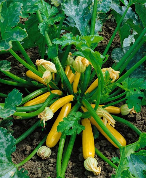 Zucchini / Cucurbita pepo con. giromontiina Gold Rush F1