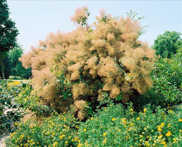 Cotinus coggygria