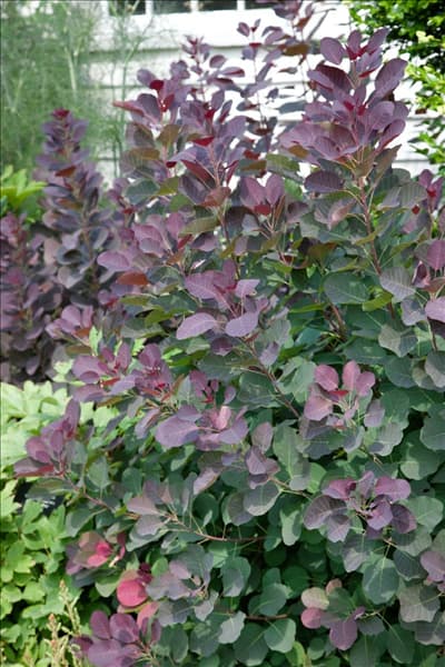 Cotinus coggygria Purple Robe
