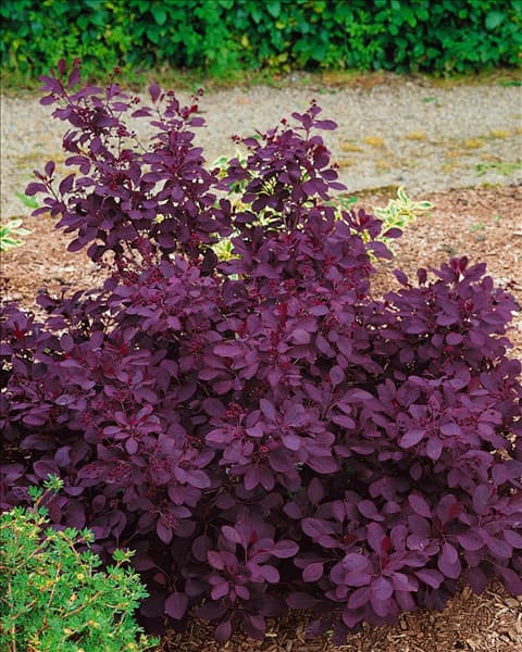 Cotinus coggygria Royal Purple