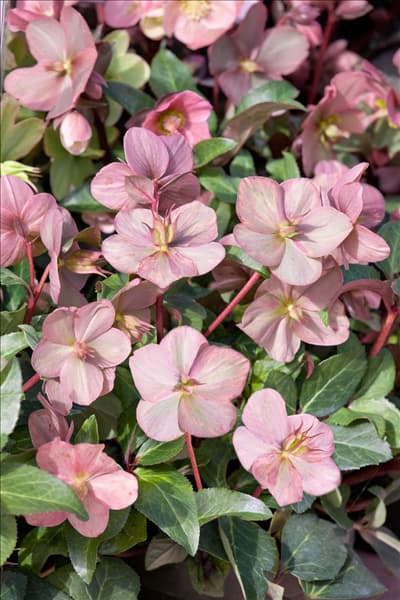 Helleborus Gold Collection ® Cinnamon Snow