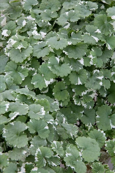 Glechoma hederacea Variegata