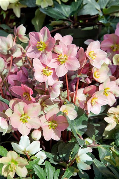 Helleborus Gold Collection ® Pink Frost