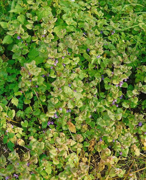 Glechoma hederacea