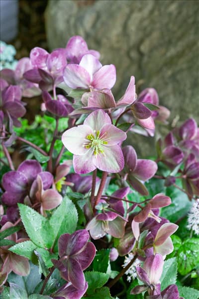 Helleborus Gold Collection ® Pink Frost