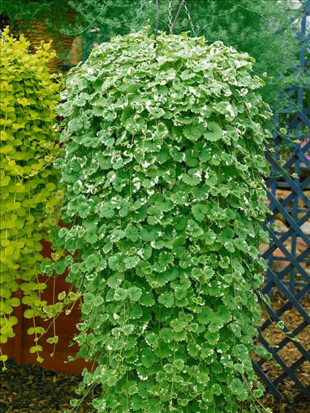 Glechoma hederaceae Variegata