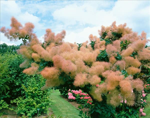 COTINUS COGGYGRIA