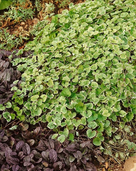 Glechoma hederacea Variegata