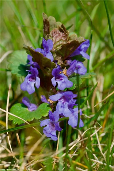 Glechoma hederacea