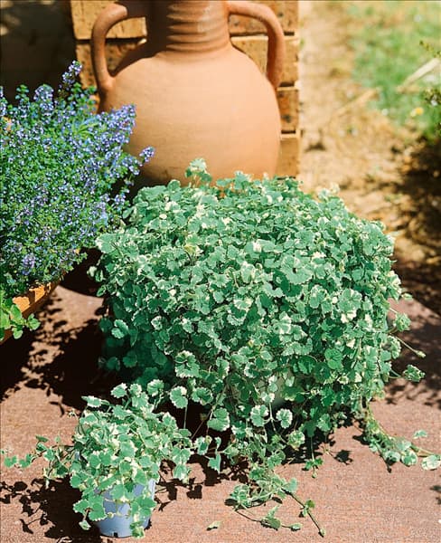 Glechoma hederacea Variegata