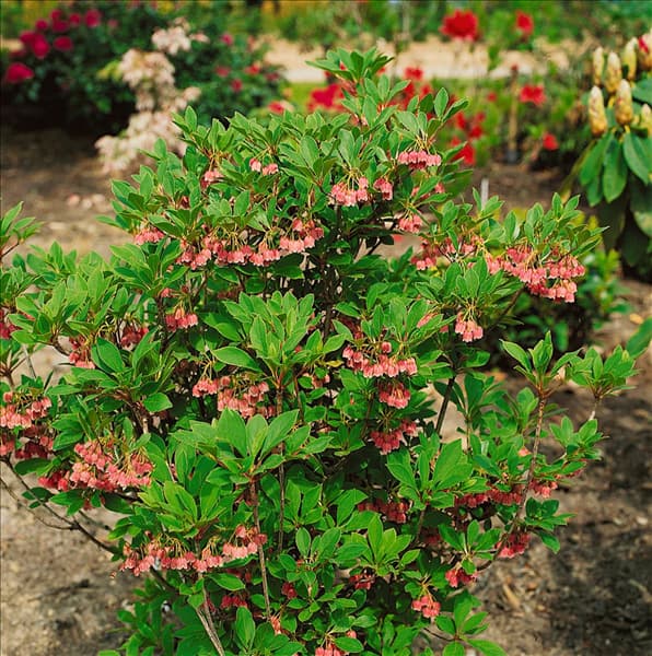 ENKIANTHUS CAMPANULATUS PALIBIN