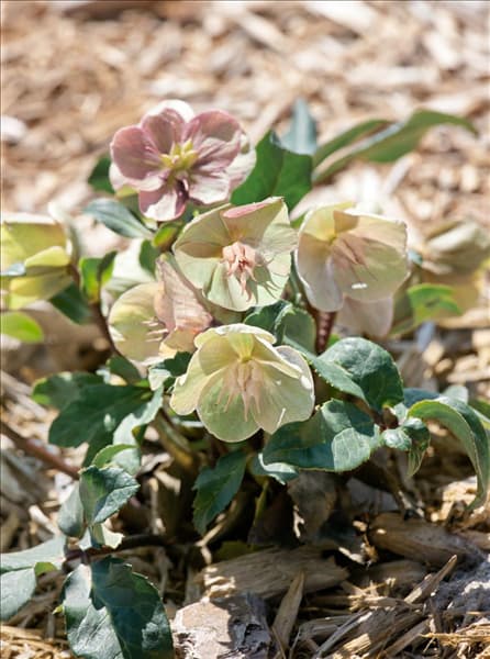 Helleborus Gold Collection ® Cinnamon Snow