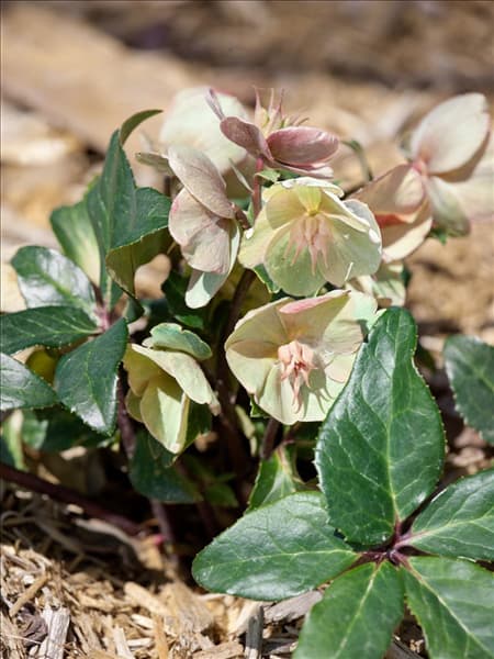Helleborus Gold Collection ® Cinnamon Snow