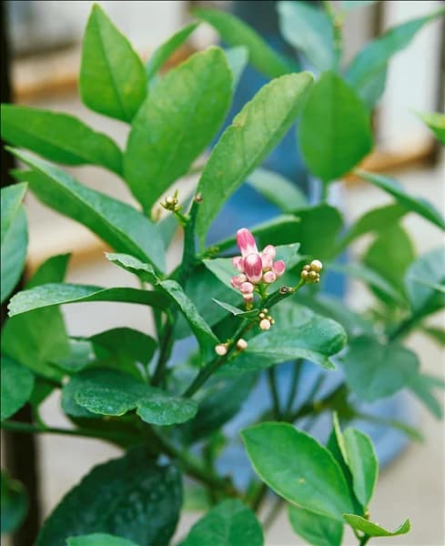 Zitrone / Citrus limon Meyer/Blüte
