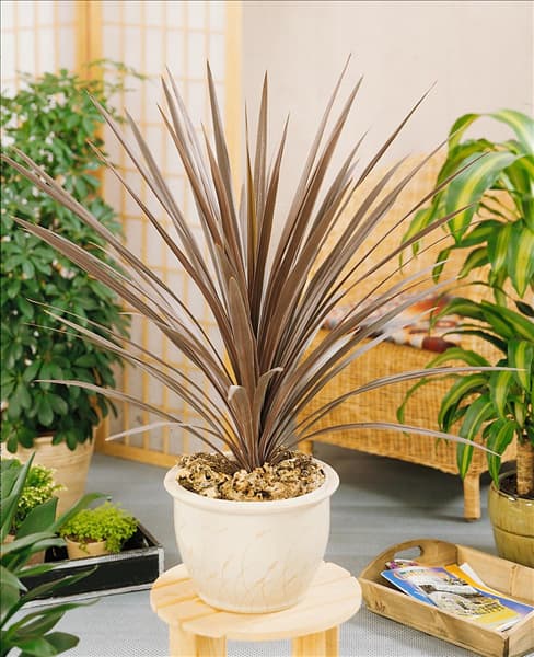 Cordyline australis Red Star