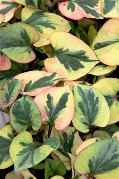 Houttuynia cordata Chameleon