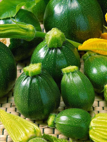 Zucchini / Cucurbita pepo con. giromontiina Eight Ball F1