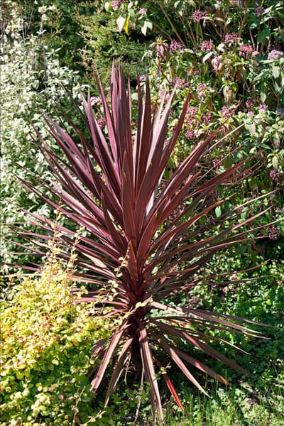 Cordyline australis Red Star