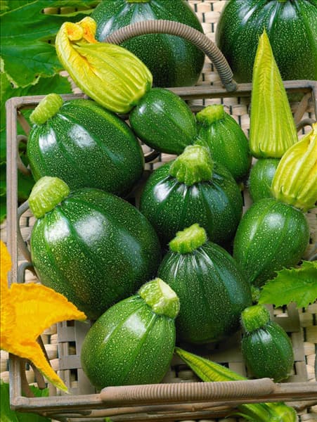 Zucchini / Cucurbita pepo con. giromontiina Eight Ball F1