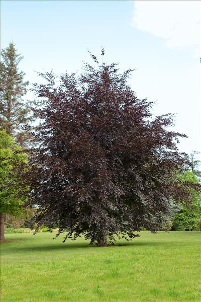 Fagus sylvatica Atropurpurea