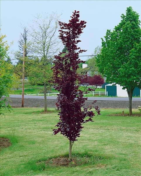 Fagus sylvatica Atropurpurea Fastigiata