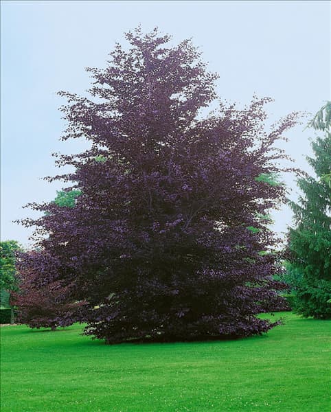 Fagus sylvatica Atropurpurea