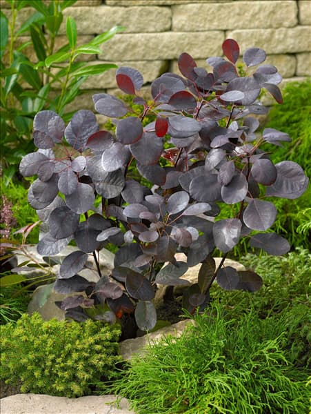 Cotinus coggygria Royal Purple