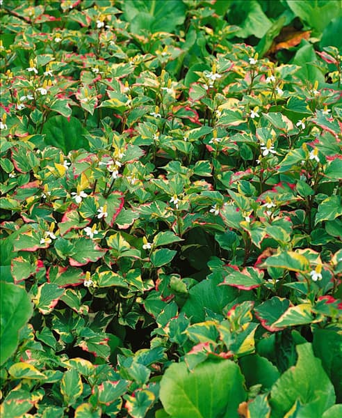 Houttuynia cordata Chameleon
